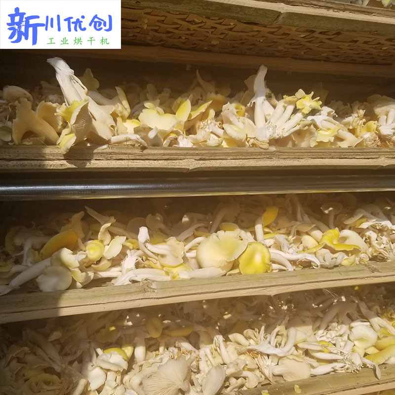 61138228e8b25.jpg 菌菇2.jpg