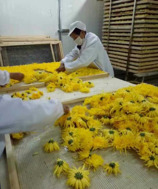 蒸汽熱風-金絲皇菊花卉類烘干房