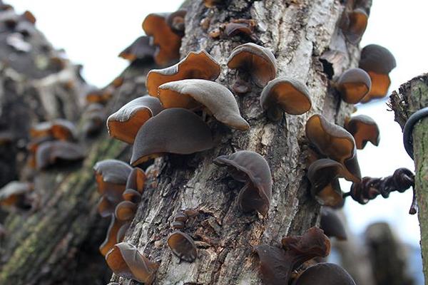 613ab3c431975.jpg src=http___www.pinhecha.com_uploadfile_2018_0828_20180828010141937.jpg&refer=http___www.pinhecha.jpg