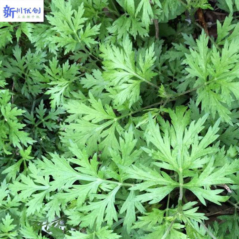 6161089fd1cef.jpg 艾草1.jpg