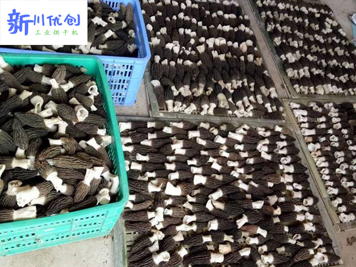 61ee4dfbd1984.jpg 羊肚菌烘干.jpg