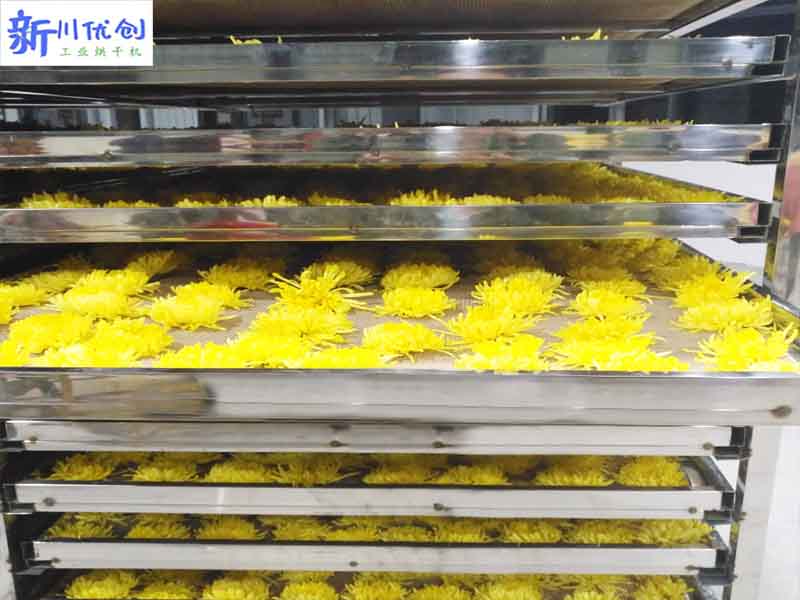 643caf6cb0a8d.jpg 金絲皇菊1.jpg