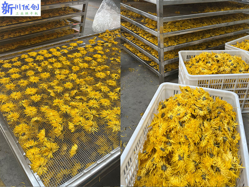 654c4e3ce9083.jpg 金絲皇菊烘干3.jpg