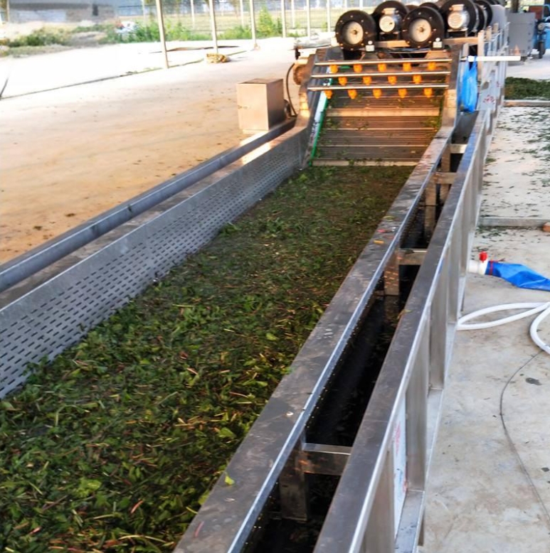 桑葉專用清洗機(jī)