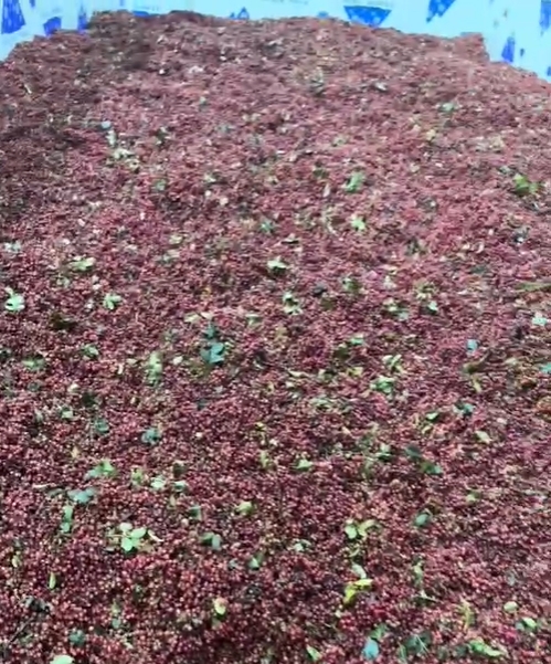 66dbbb1324686.jpg 花椒烘干機(jī).jpg